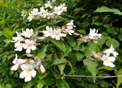 猬实球属于乔木还是灌木 猬实球是乔木还是灌木植物