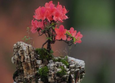 杜鹃花的管理与注意事项 杜鹃花养护的时候都需要注意些什么问题