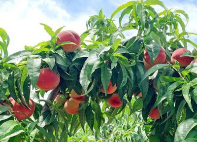 桃树喜阴还是喜阳 桃树喜阴还是喜阳光的植物