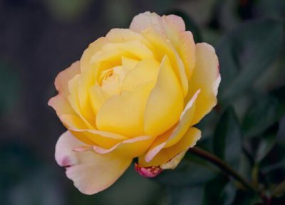 月季花语和寓意 月季的花语是什么