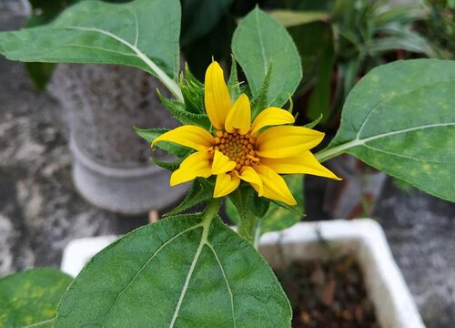 向日葵怎么种植方法