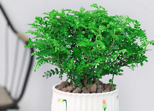 胡椒的生长周期是多长时间