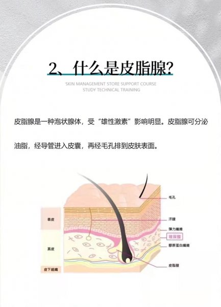 皮肤的油从哪里来的