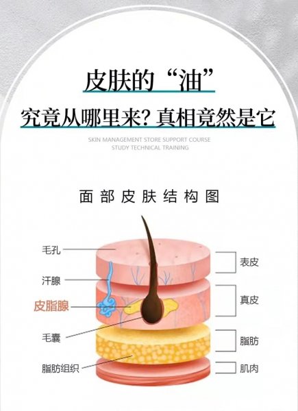 皮肤的油从哪里来的