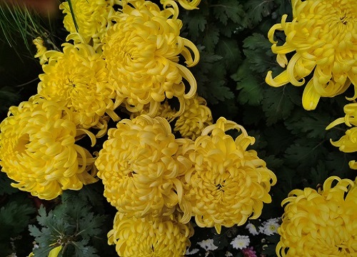 菊花有什么作用