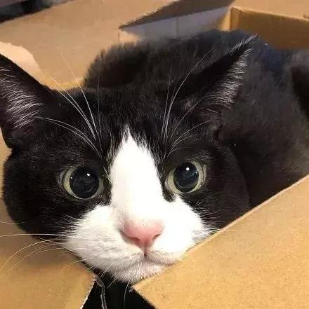 为什么家里养猫最旺