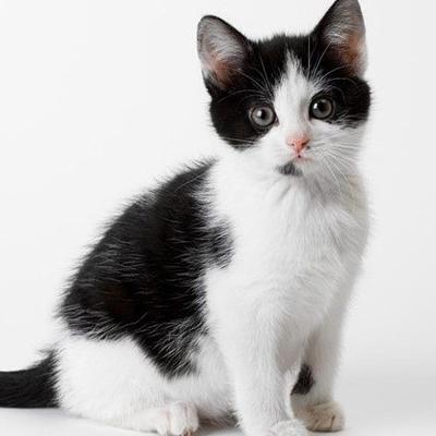 为什么家里养猫最旺