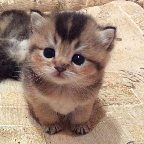 为什么家里养猫最旺