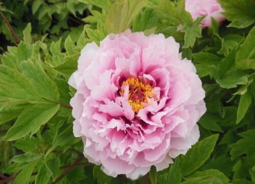 代表信任的花