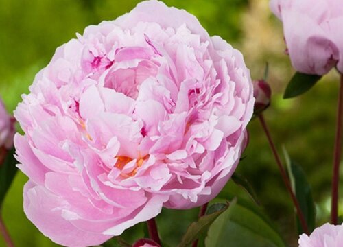 代表信任的花