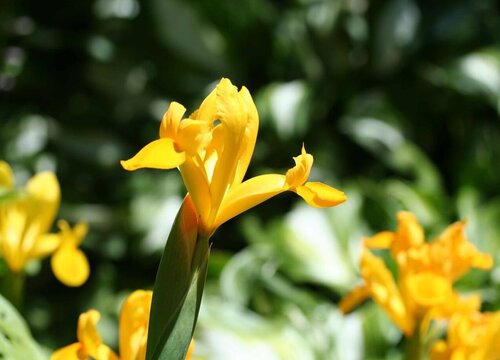 代表信任的花