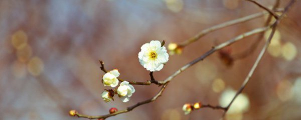 立春养生知识提醒