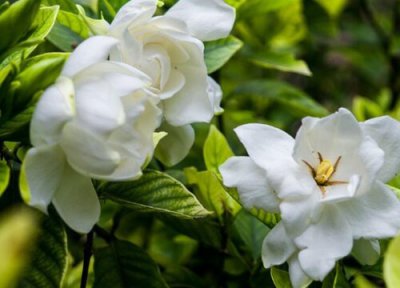 栀子花花语和寓意 栀子花的花语是什么含义