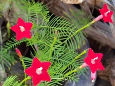 茑萝松风水作用 茑萝松的风水禁忌