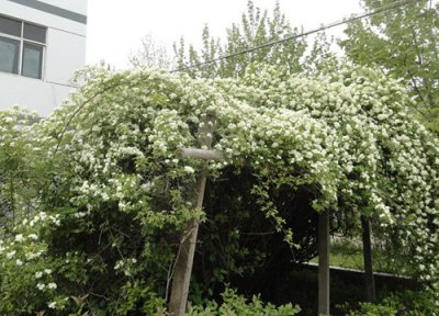 七里香开花时间 七里香怎么养才开花