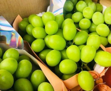 中国晴王葡萄产地 中国晴王葡萄是哪里产的