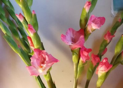 粉剑兰花语 粉色剑兰的花语和寓意