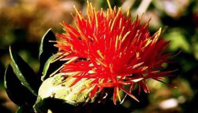 藏红花适合什么年龄段的人使用 女性喝藏红花的好处