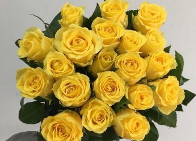 16朵黄玫瑰的花语 16朵黄玫瑰代表什么花语