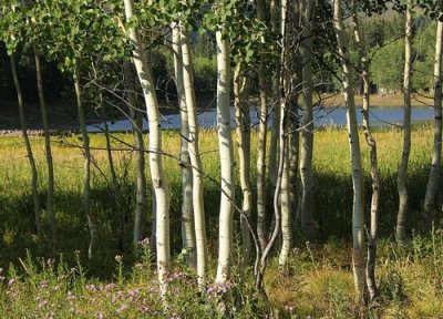 白桦林是什么树种 生长在哪里