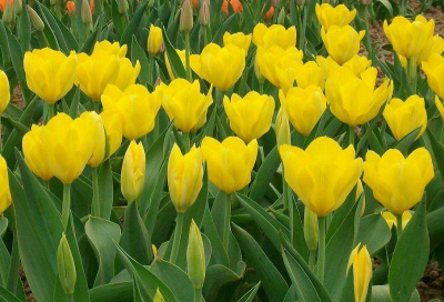 黄郁金香的花语是什么意思 黄色郁金香代表的寓意和含义