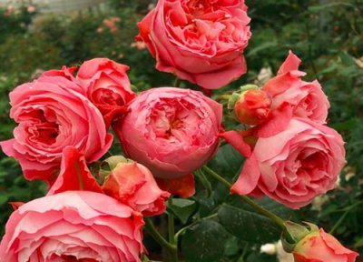 夏日花火月季是藤本还是灌木 夏日花火月季属于藤本还是灌木