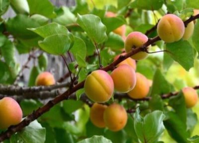 山杏属于乔木还是灌木 山杏是乔木还是灌木植物