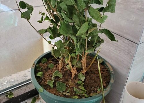 茉莉花只长叶子不开花原因及处理方法