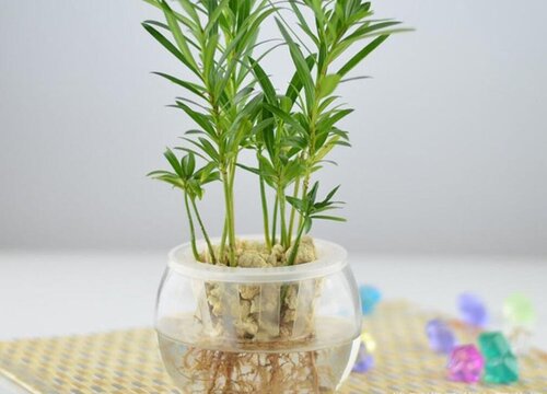 罗汉松可以水培吗