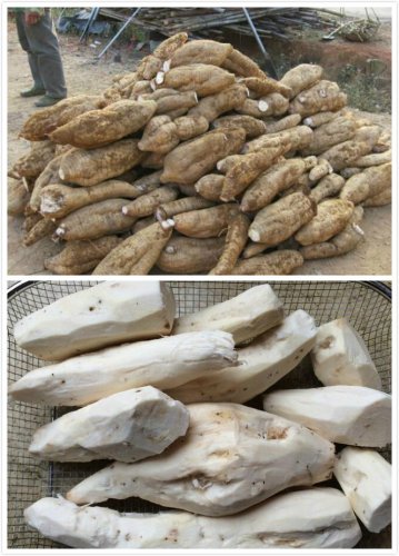 粉葛的功效与作用