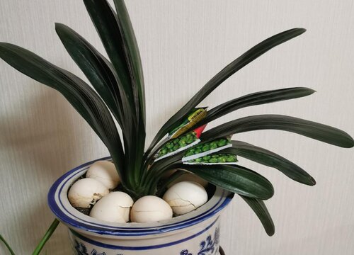 君子兰可以浇啤酒水吗