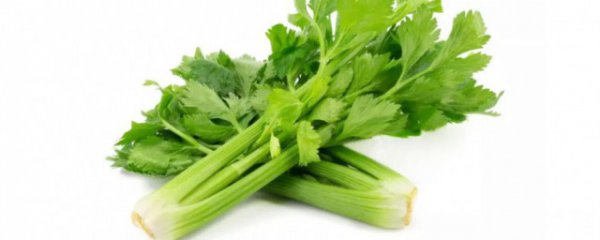 芹菜有什么营养素