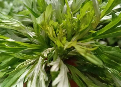 蒿草和艾草的区别