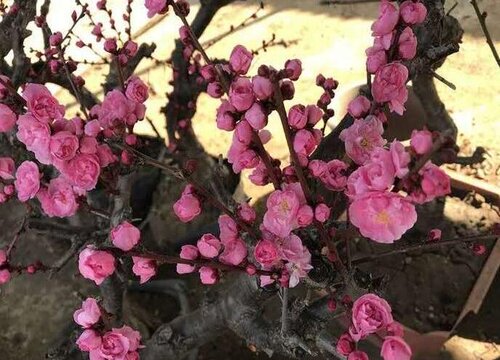 客厅可以哪些开花的树