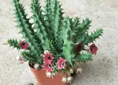 多肉龙角开花有毒吗