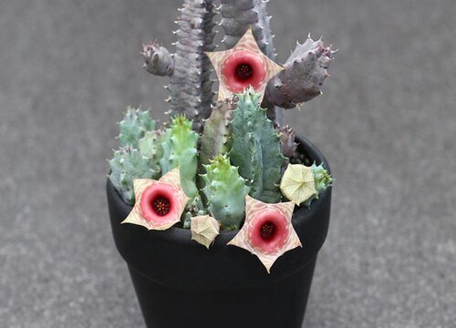 多肉龙角开花有毒吗