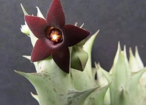 多肉龙角开花有毒吗