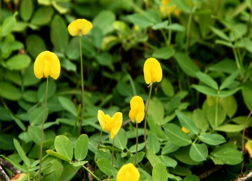 花生会开花吗