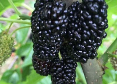 桑葚树简介 桑树和桑葚树的区别
