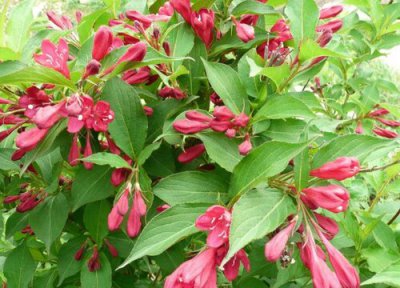 锦带花花语 锦带花的花语和寓意