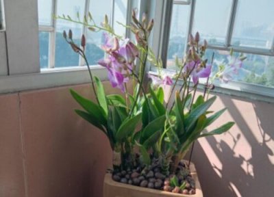 怎样养护石斛兰 平时如何养护石斛兰