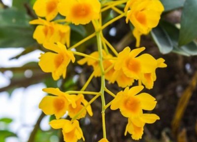 引发石斛黄叶原因 石斛黄叶怎么处理