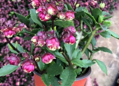 代表美丽的花 许多美丽的花是指什么