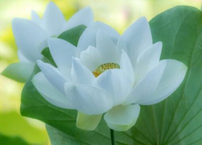 代表正直的花 什么花代表善良正直