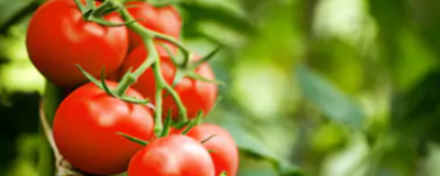 西红柿减肥吗 吃什么水果减肥