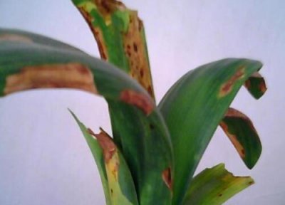 为什么君子兰叶子发黄 什么原因导致了君子兰叶片发黄