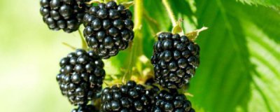 黑莓有哪些禁忌和吃法？