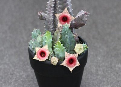 多肉龙角开花有毒吗 属于开花植物 图片