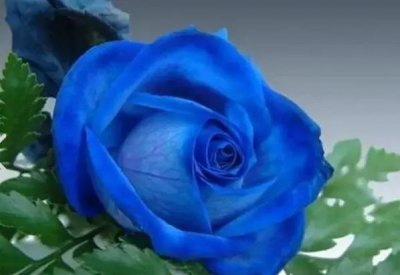 蓝色妖姬花语和寓意 蓝色妖姬？的花语是什么寓意与意思