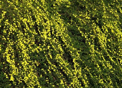 迎春属于乔木还是灌木 迎春是乔木还是灌木植物